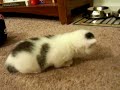 Kittens Learning to Walk