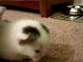 Kittens Learning to Walk