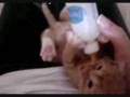 noisey feeding kitten