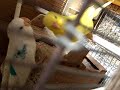 ピコ　ペコ