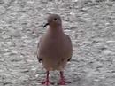 Birdy