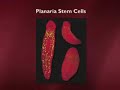 Adult Stem Cells and Regeneration Part 2 of 6 Adult Stem Cells and Regeneration Part 2 of 6