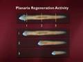 Adult Stem Cells and Regeneration Part 2 of 6