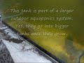 Pacu vs. Lizard - Phiippines Aquaponics Pacu vs. Lizard - Phiippines Aquaponics