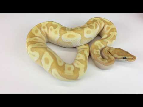 YouTube reptile video