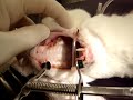 Feline Tooth Abscess