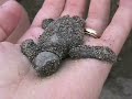 Baby Sea Turtles