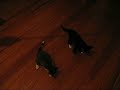 Kleine Kater beim Training.avi