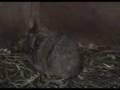 Guinea Pigs at Kingate Cavies Part 4