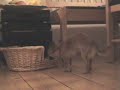 Chihuahua´s Chihuahua´s