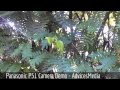 Panasonic P51 8Mp Camera Quality Test & 1080P HD Video Recording Demo