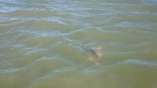 Redfish Action Good During Low Water Periods