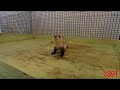 Ferret Video - Black Footed Ferret 