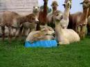 alpaca