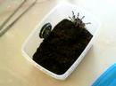 Nhandu chromatus L8 AGRESJA