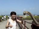 Hokkaido 2005 - bitten by... ostrich