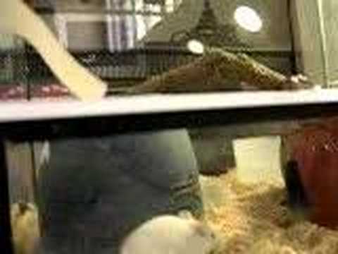 boa constrictor grabs a mouse