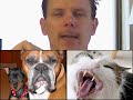 Commercial One - Comedy Animal Porn