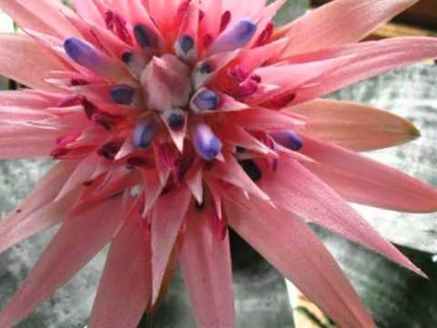 how to care for aechmea