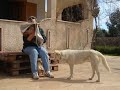 Addio alla regina dei cani randagi di Leporano (Ta)
