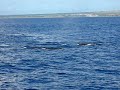 Humpback Whales