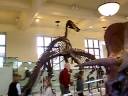 Triceratops Triceratops
