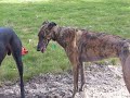 Action Roo /  Greyhound Video