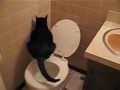 Kitty Goes Potty
