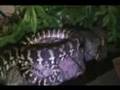 Python-Setup-Night-V