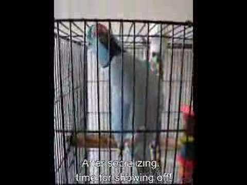 Talking birds on YouTube! - Indian ...