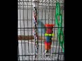 Talking birds on YouTube! - Indian Ringneck Parakeet