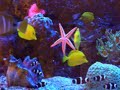 aquario de água salgada, visita ontem 7 de fev.2006.. lindo 