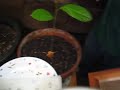 growing avocados for guacamole