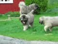 Kaukasisk Ovtcharka Valper