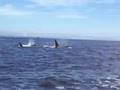 videos de Killer Whales