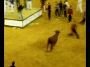 la vaca gerrillera