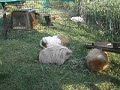 Verfressene Meerschweinchen Verfressene Meerschweinchen
