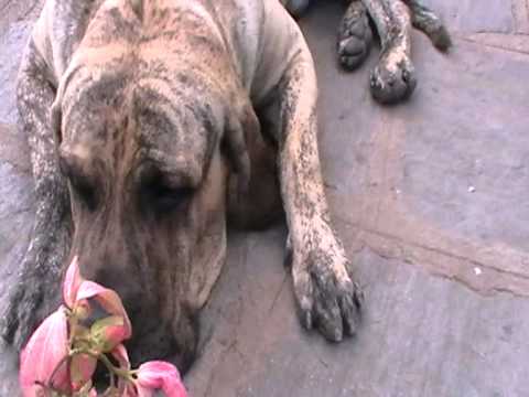 fila brasileiro