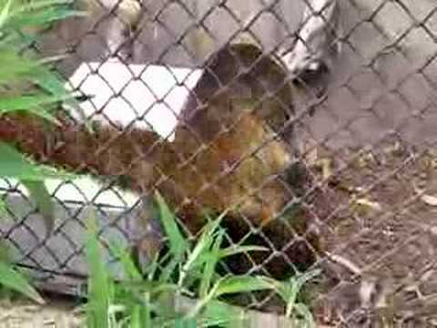 Coatimundi-6