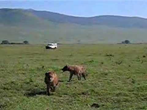 hyena mating