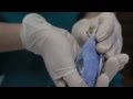 Как сделать укол попугаю