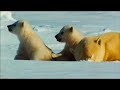 arctic tale trailer:  in theaters july 25th