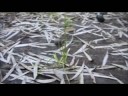 Vlog