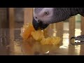 African Grey Parrot - Eating a mandarine