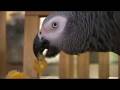 videos de African Grey Parrot - Eating a mandarine