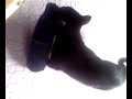 Blacky the Cat XD Blacky the Cat XD