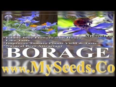 how to harvest borage seeds