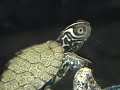 Our new baby map turtle!