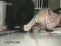 gato-taca-o