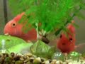 Red Parrot Fish
